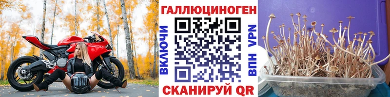 Псилоцибиновые грибы Psilocybine cubensis  Купить закладки  Ростов 